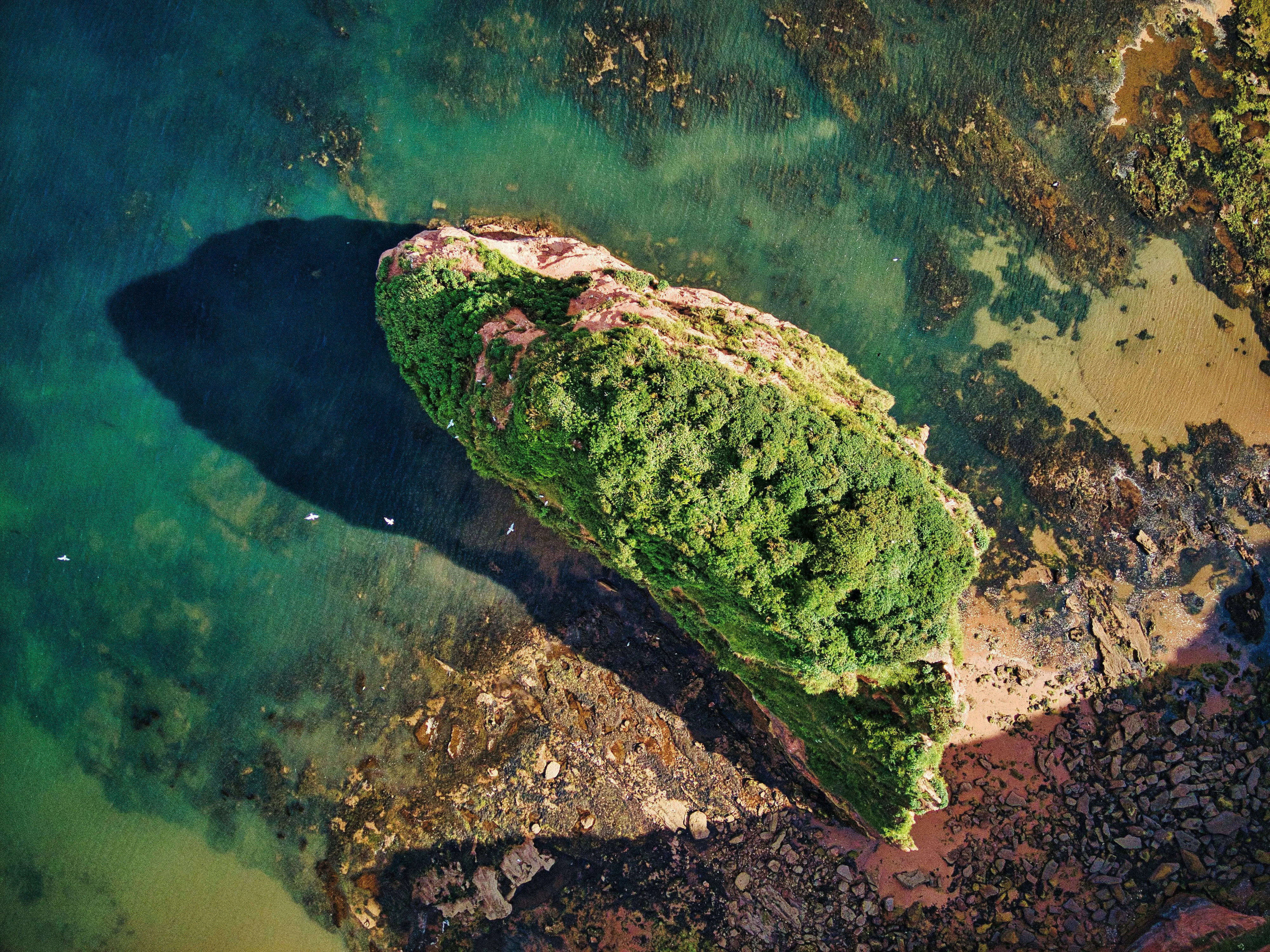 An ecosystem near Ladram Road, Otterton, Budleigh, Salterton, England. Image credit: Red Zeppelin on Unsplash