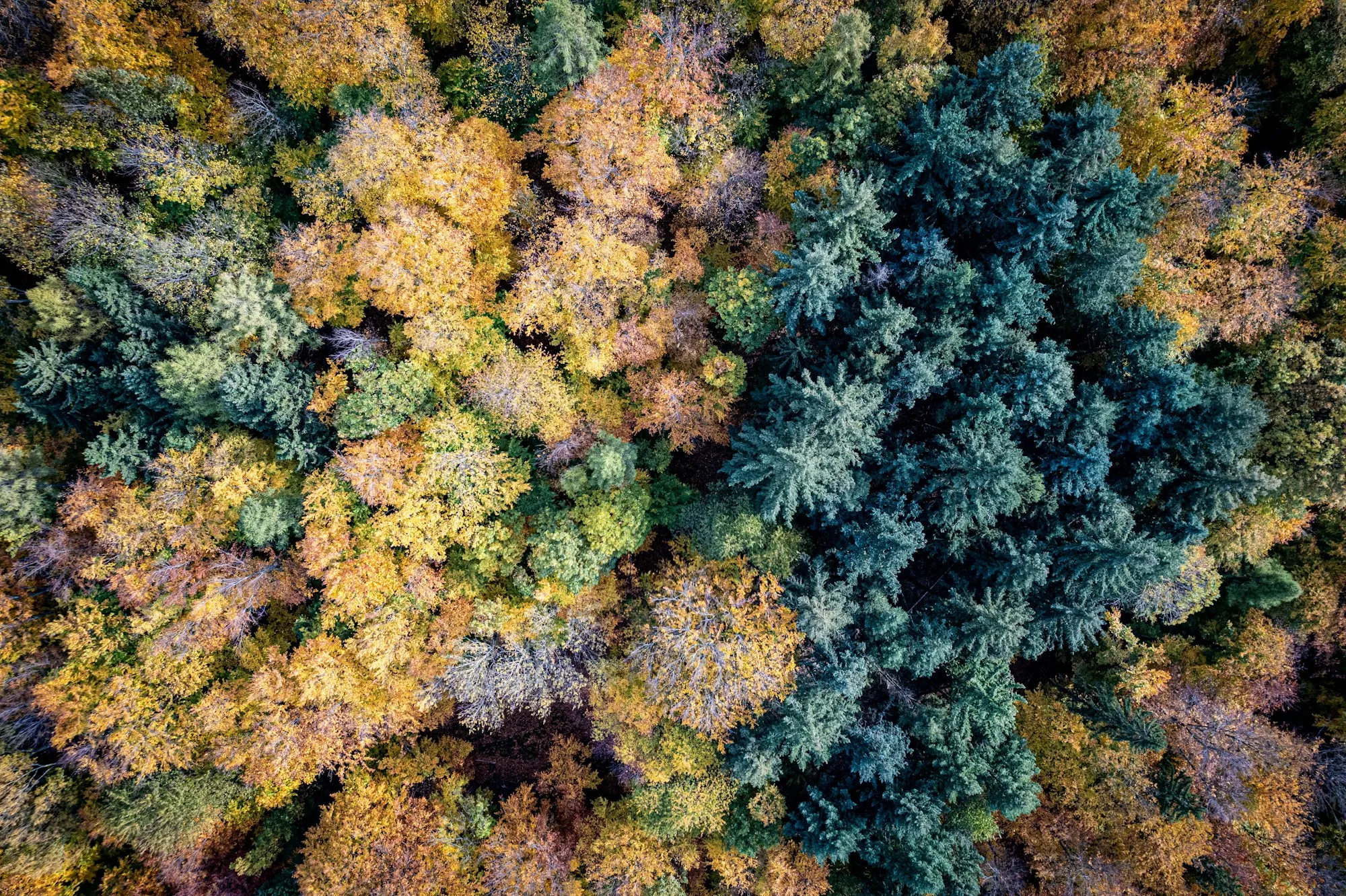 What Is Movement Ecology, and Why Is It Useful?