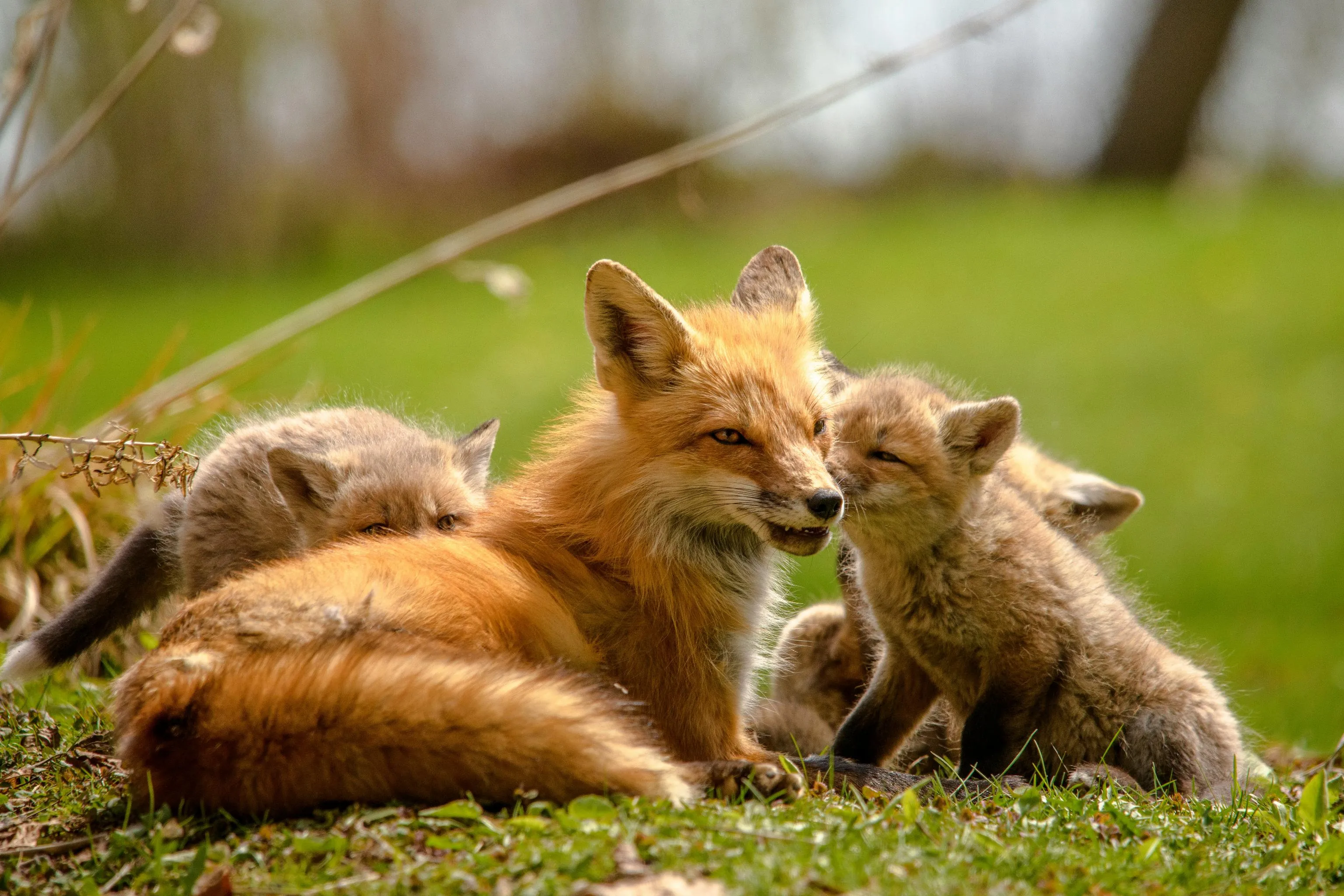 What is Ecosystem Facilitation?